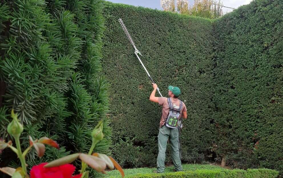 pruning thumbnail